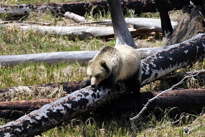Half Day Yellowstone “Hot Spots” Deals From West Yellowstone