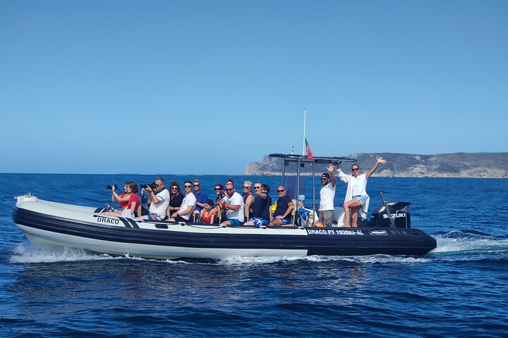 Sesimbra: Arrábida Dolphin and Whale Watching tour with biologist