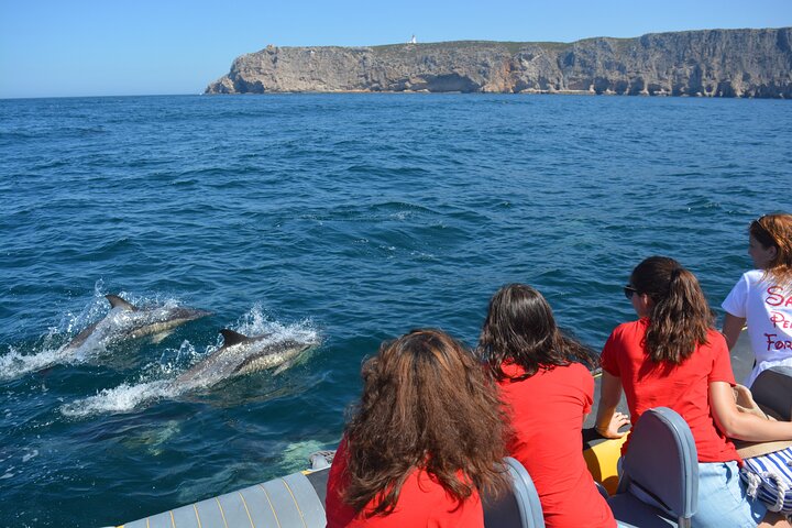 Sesimbra: Arrábida Dolphin and Whale Watching tour with biologist