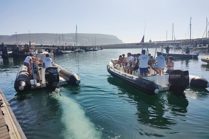 Sesimbra: Arrábida Dolphin and Whale Watching tour with biologist