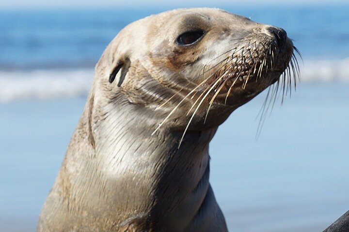 Kayak Rental for Two People in La Jolla