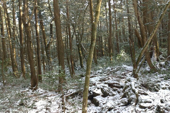 Exploring Mt Fuji Ice Cave and Sea of Trees Forest