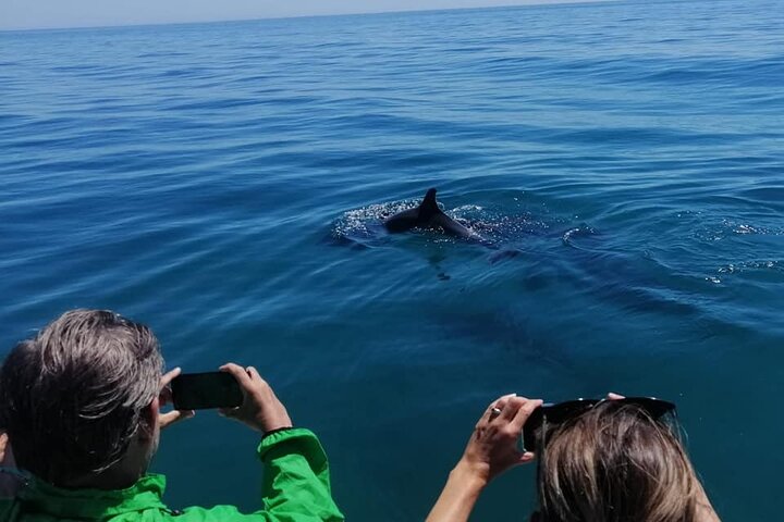 Sesimbra: Arrábida Dolphin and Whale Watching tour with biologist