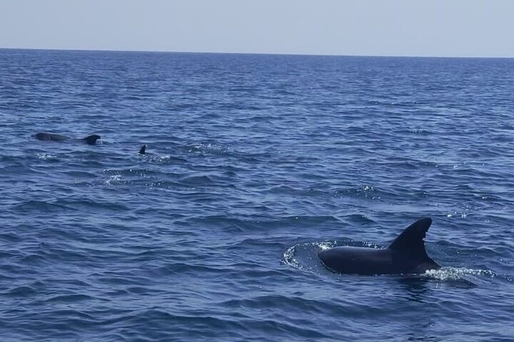 Sesimbra: Arrábida Dolphin and Whale Watching tour with biologist