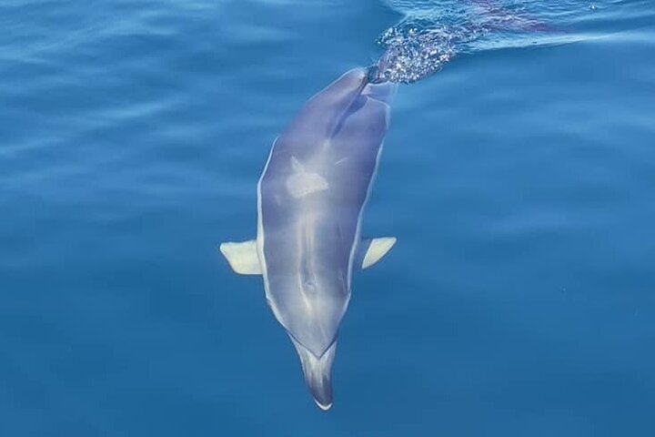Sesimbra: Arrábida Dolphin and Whale Watching tour with biologist