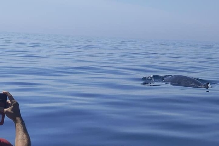 Sesimbra: Arrábida Dolphin and Whale Watching tour with biologist