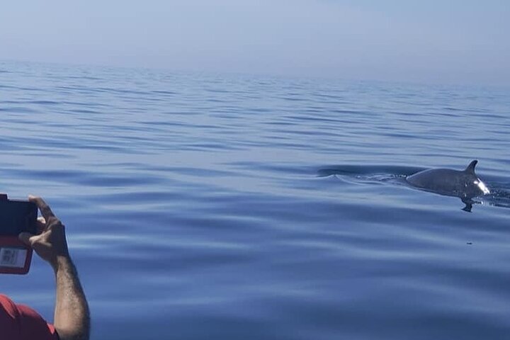 Sesimbra: Arrábida Dolphin and Whale Watching tour with biologist