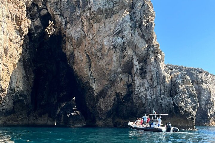Sesimbra: Arrábida Dolphin and Whale Watching tour with biologist