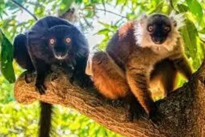 Guided tour of the Nosy Komba and Nosy Tanikely Islands