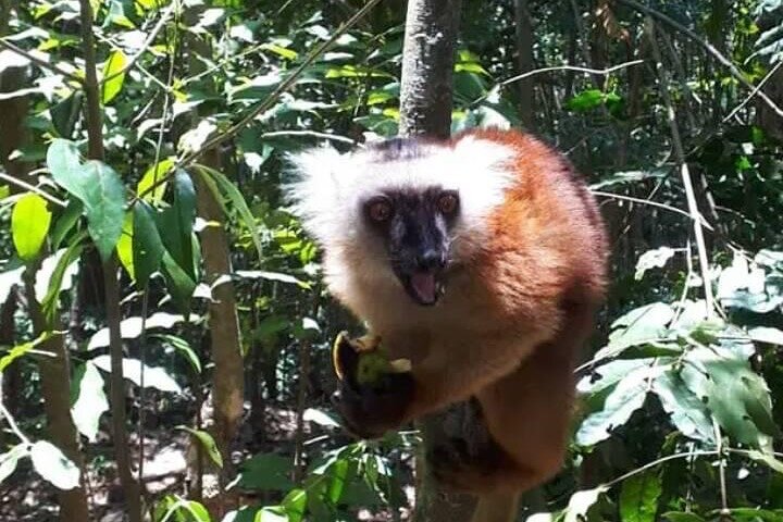 Guided tour of the Nosy Komba and Nosy Tanikely Islands