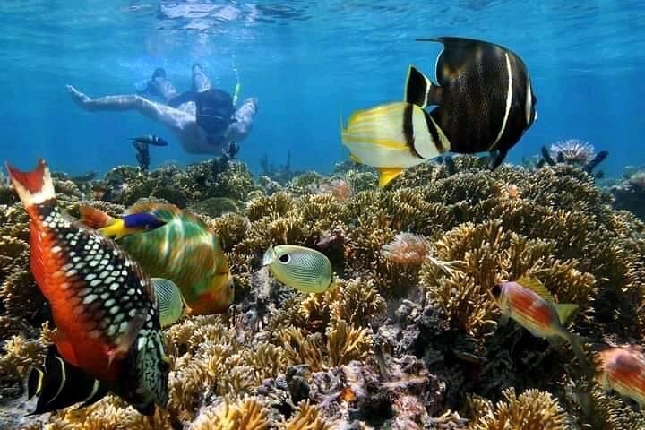 Guided tour of the Nosy Komba and Nosy Tanikely Islands