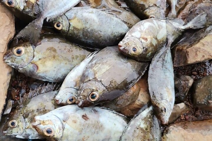 Guided tour of the Nosy Komba and Nosy Tanikely Islands
