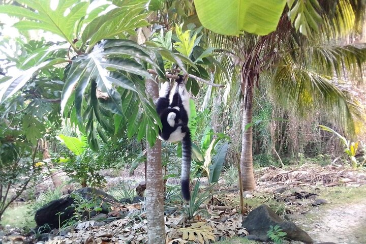 Guided tour of the Nosy Komba and Nosy Tanikely Islands