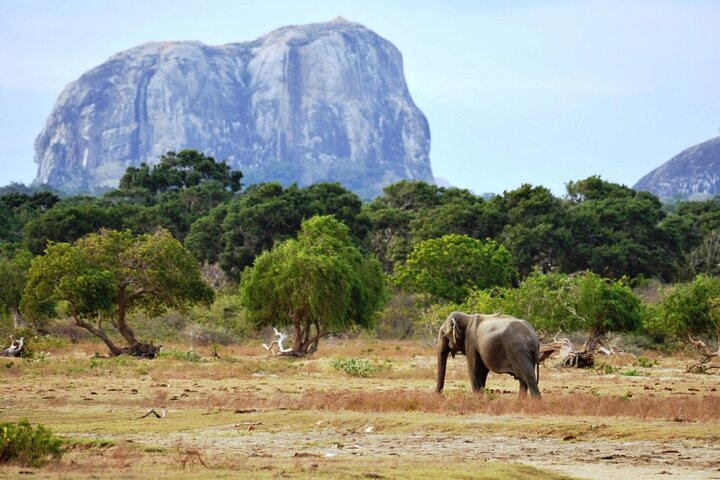 Yala National Park Wildlife Safari/ Game Drive - by Ajith Safari