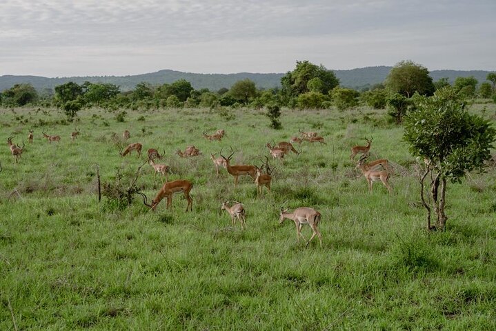 Mikumi Safari Tour: Day Trip Return Flight From Zanzibar