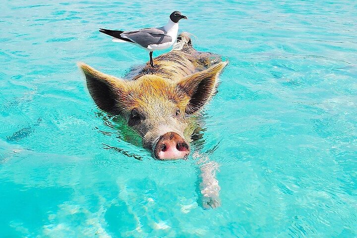Great Exuma: Private Island-Hopping Boat Tour with Swimming Pigs
