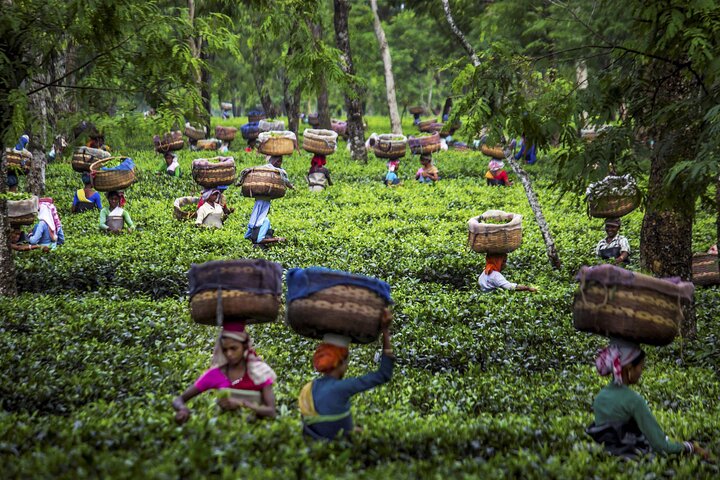 kochi to munnar A Private guided fullday tour with hotel pickup