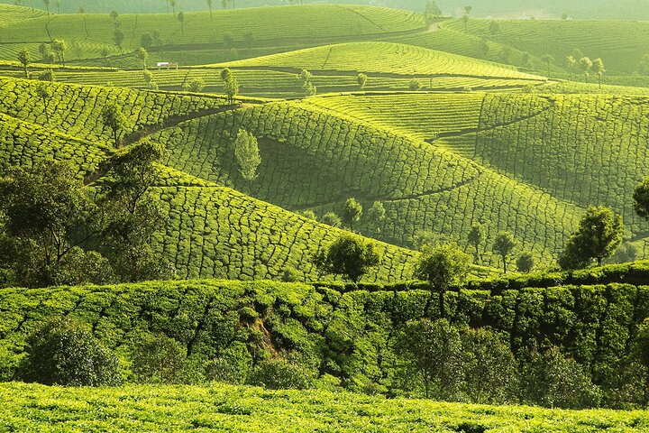 kochi to munnar A Private guided fullday tour with hotel pickup