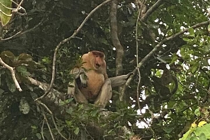 Borneo (Klias) River Cruise & Fireflies Tour