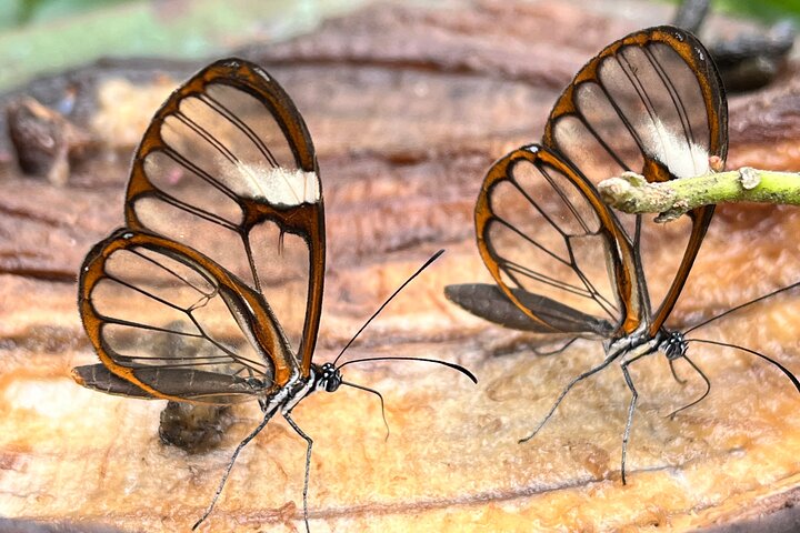 Admission to Andoke Butterfly Center in Cali with Release Ritual