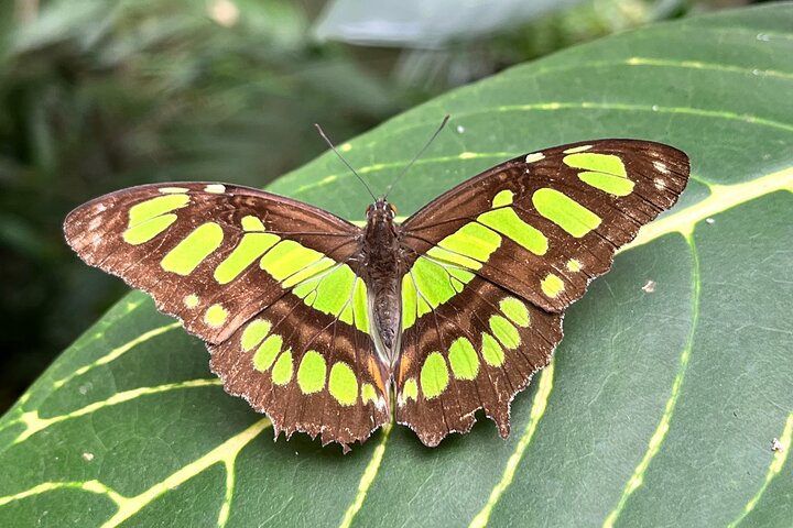Admission to Andoke Butterfly Center in Cali with Release Ritual