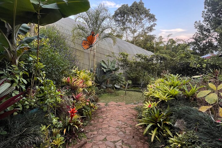 Admission to Andoke Butterfly Center in Cali with Release Ritual