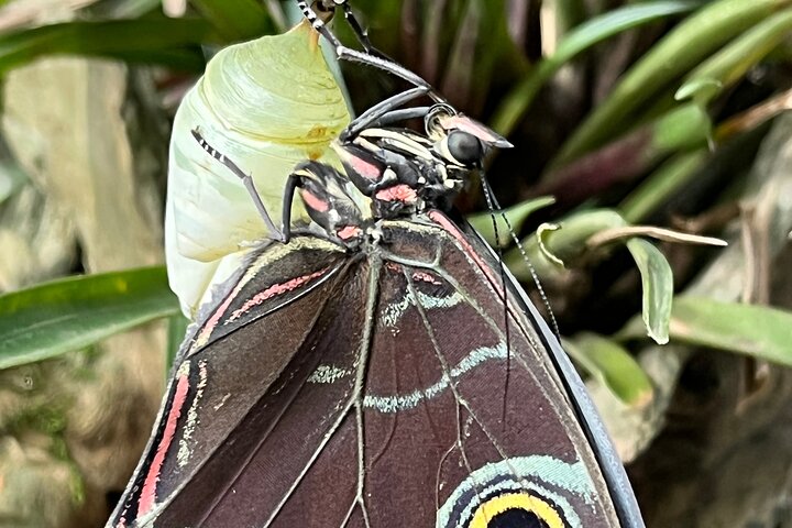 Admission to Andoke Butterfly Center in Cali with Release Ritual
