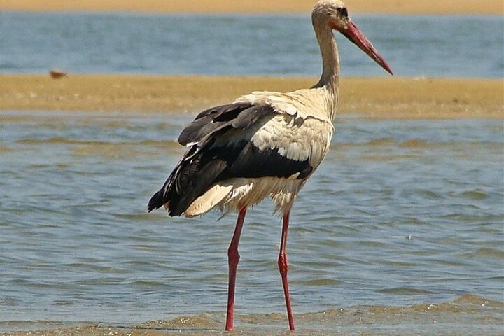 4 Stops | 3 Islands & Ria Formosa Natural Park - From Faro