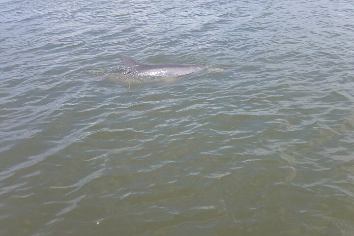 Dolphin and Manatee Adventure Tour of Merritt Island