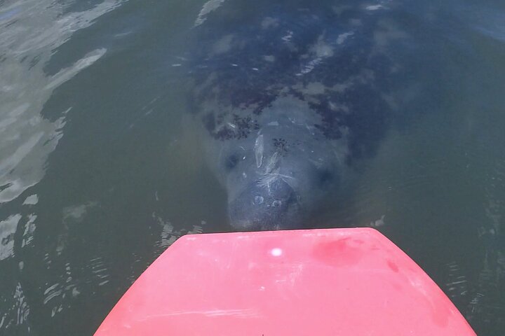 Dolphin and Manatee Adventure Tour of Merritt Island