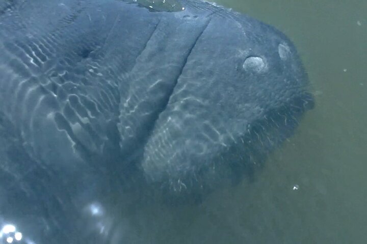 Dolphin and Manatee Adventure Tour of Merritt Island