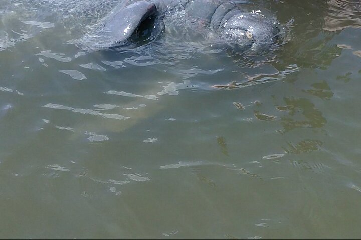 Dolphin and Manatee Adventure Tour of Merritt Island