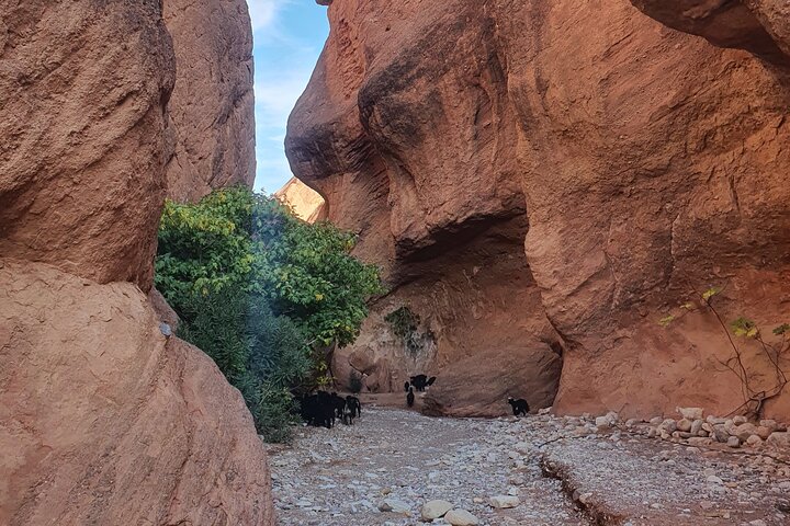 Dades Gorge-Monkey Finger's Canyon Hike in Boumalne Dades