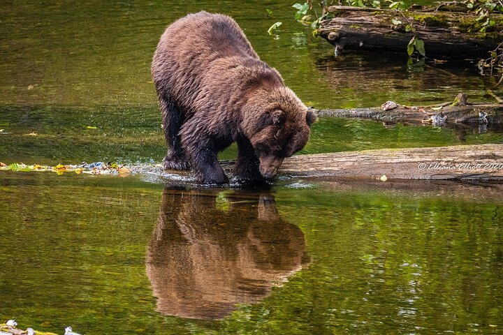 Chichagof Island Tour: Brown Bear Search