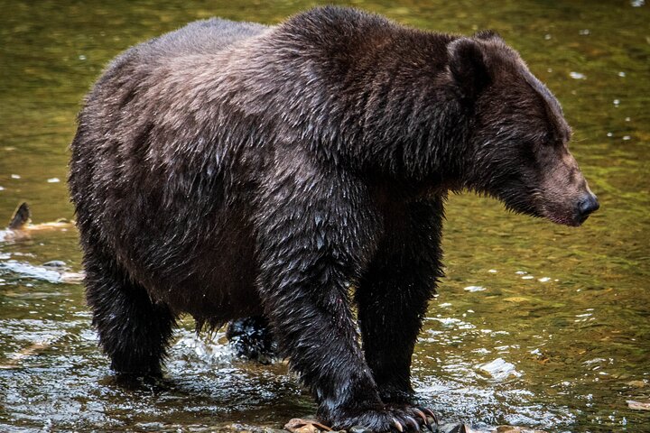 Chichagof Island Tour: Brown Bear Search