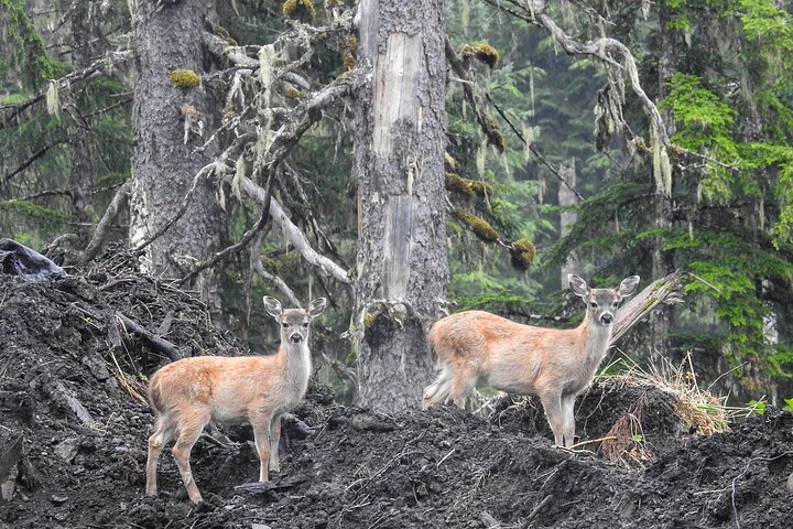 Chichagof Island Tour: Brown Bear Search