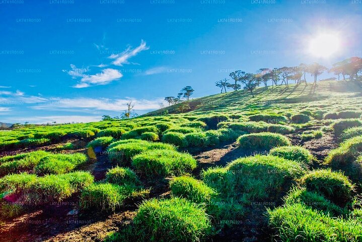 Horton Plains Park & Worlds End Guided Trekking From Nuwara Eliya