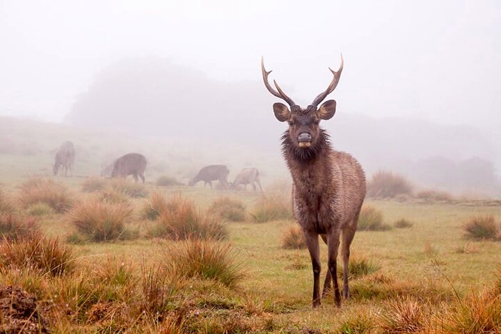 Horton Plains Park & Worlds End Guided Trekking From Nuwara Eliya