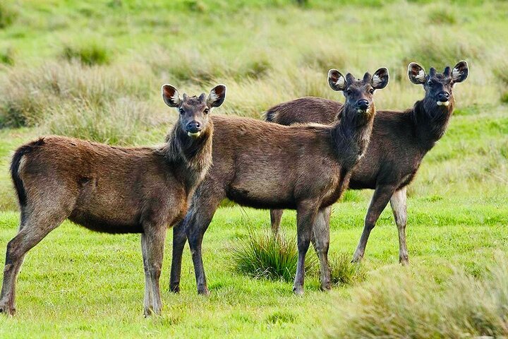 Horton Plains Park & Worlds End Guided Trekking From Nuwara Eliya