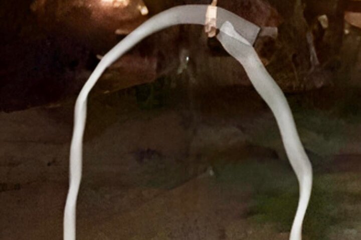 The Original Ghosts of Williamsburg Tour