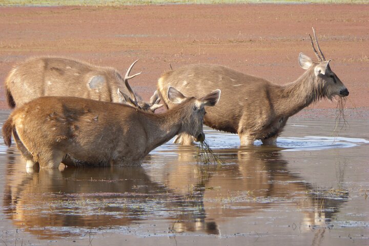 Ranthambore National Park
