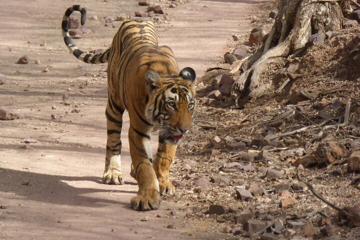 Ranthambore National Park