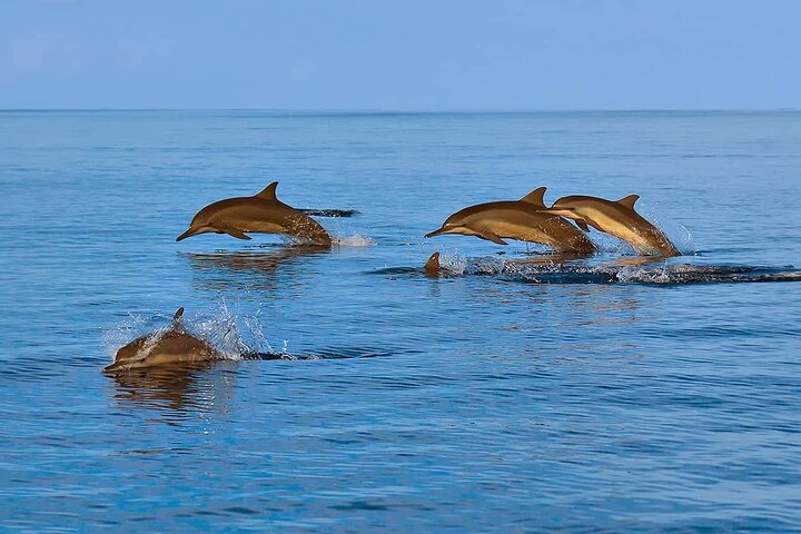 2 Hour Dolphin Watching Experience in Muscat