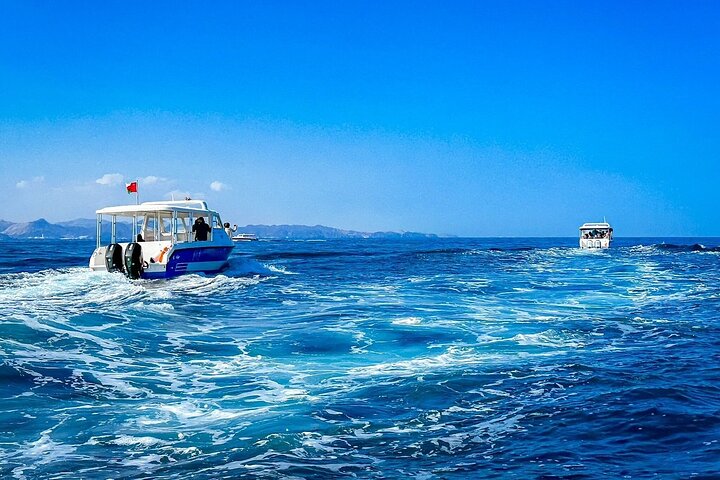 2 Hour Dolphin Watching Experience in Muscat