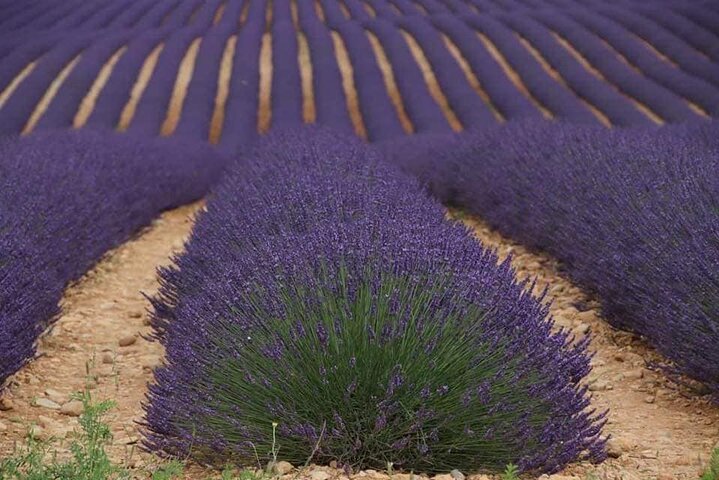Private Tour Perched Villages of Luberon & (LAVENDER JUNE/JULY)