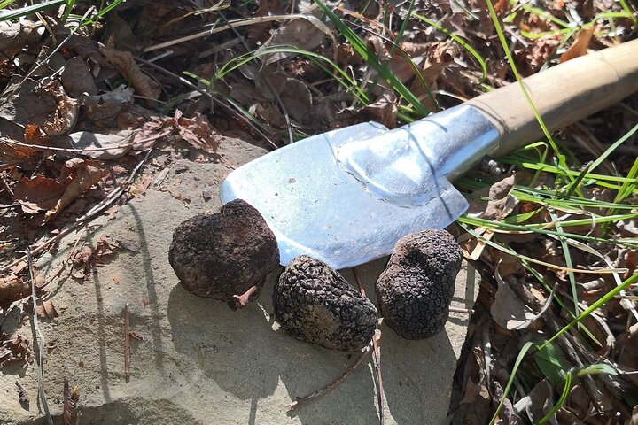 Istria - Truffles: Hunting & Cooking & Tasting, Slovenia