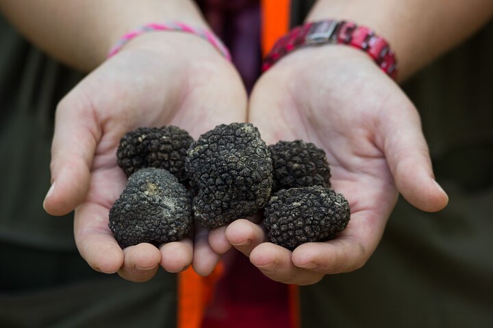 Istria - Truffles: Hunting & Cooking & Tasting, Slovenia