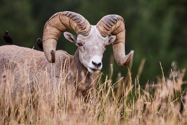 Grand Teton Half Day Tour