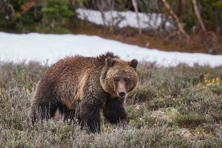 Yellowstone Lower Loop Full-Day Tour