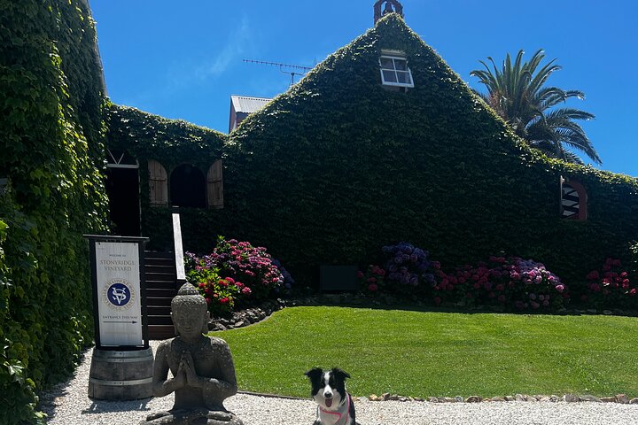 Auckland: Waiheke Island Scenic Tour 4 Vineyards, Local Guides
